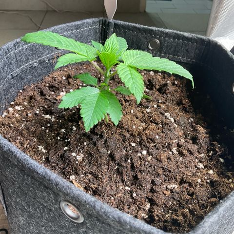 Girl Scout Cookies #2 growlog timeline photo