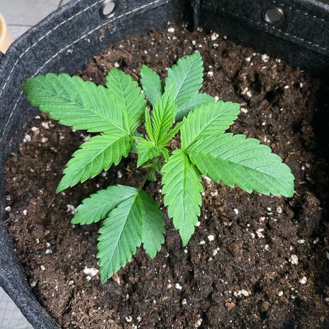 Girl Scout Cookies #2 growlog timeline photo