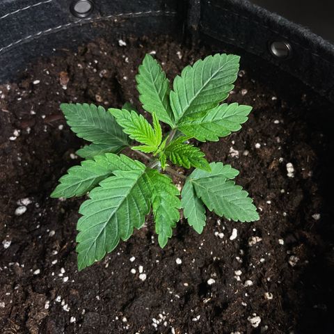 G.S. Cookies Humboldt #1 growlog timeline photo