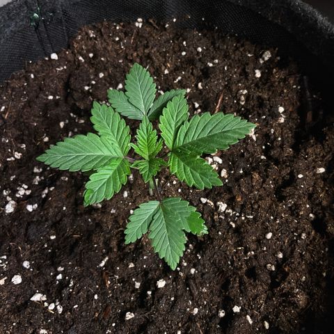 White Widow XXL #1 growlog timeline photo