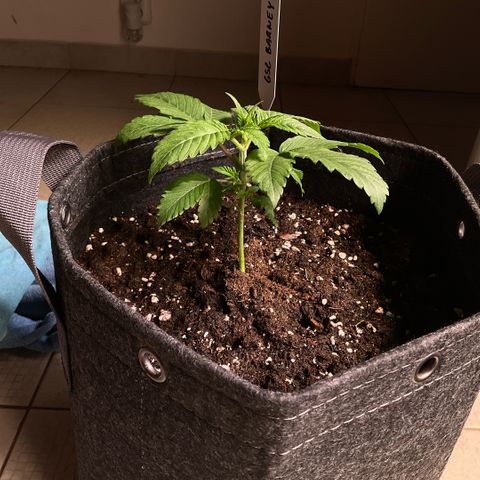 Girl Scout Cookies #2 growlog timeline photo