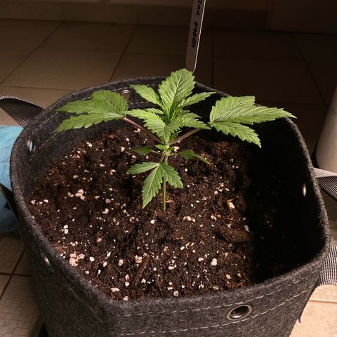 White Widow XXL #2 growlog timeline photo
