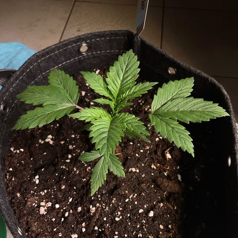 White Widow XXL #2 growlog timeline photo