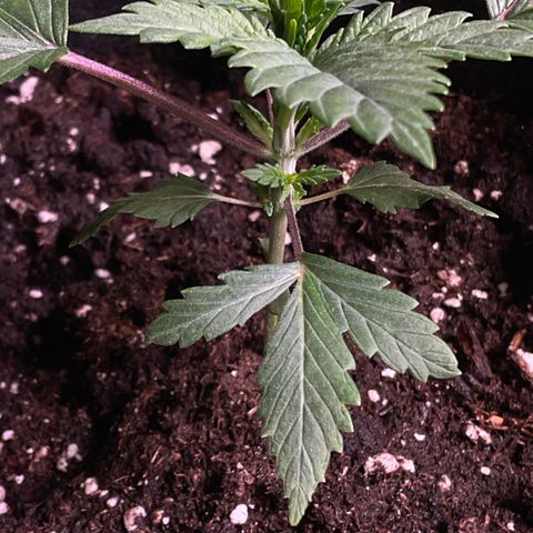 White Widow XXL #2 growlog timeline photo
