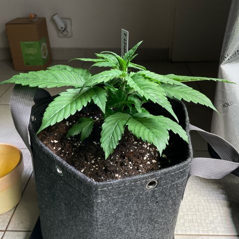 Girl Scout Cookies #1 growlog timeline photo