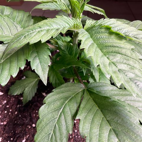 Girl Scout Cookies #1 growlog timeline photo