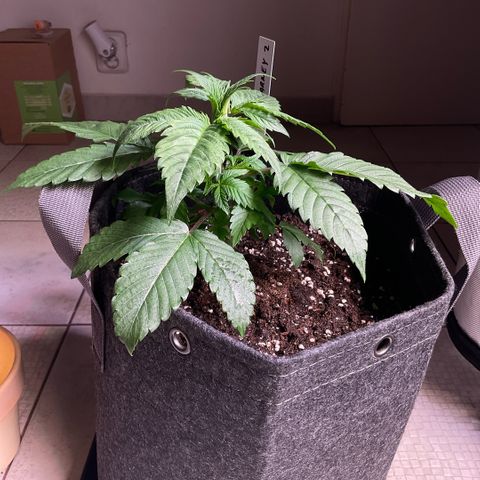 Girl Scout Cookies #2 growlog timeline photo