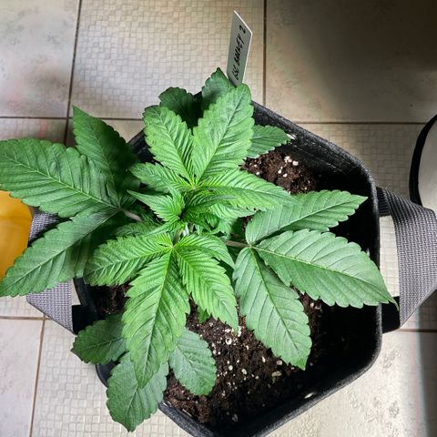 Girl Scout Cookies #2 growlog timeline photo