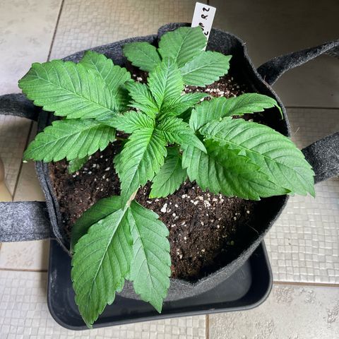 Cherry Poppers growlog timeline photo
