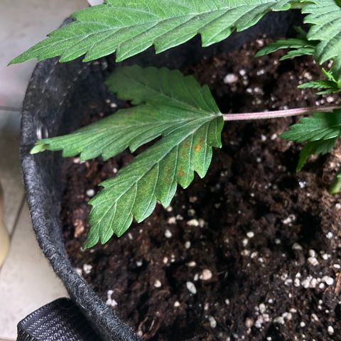 White Widow XXL #2 growlog timeline photo