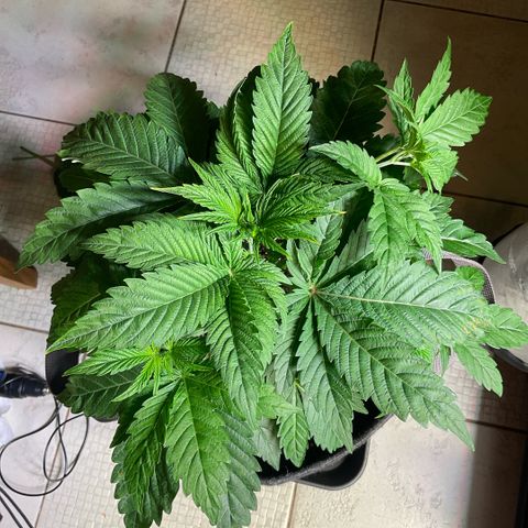 G.S. Cookies Humboldt #1 growlog photo: Brown spots on the leaves