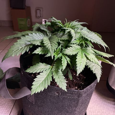 White Widow XXL #2 growlog timeline photo