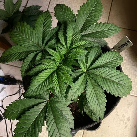 White Widow XXL #1 growlog timeline photo