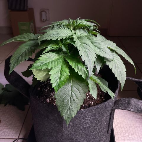 Cherry Poppers growlog timeline photo
