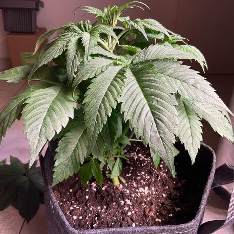 Girl Scout Cookies #2 growlog timeline photo