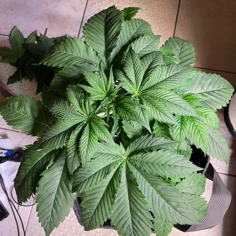 Girl Scout Cookies #2 growlog timeline photo
