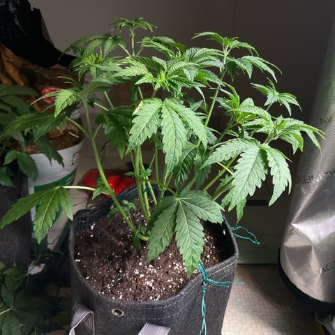 G.S. Cookies Humboldt #1 growlog timeline photo