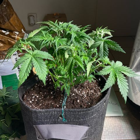 White Widow XXL #2 growlog timeline photo