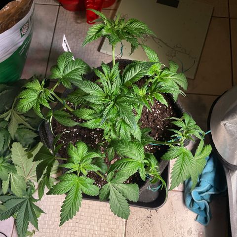 White Widow XXL #1 growlog timeline photo