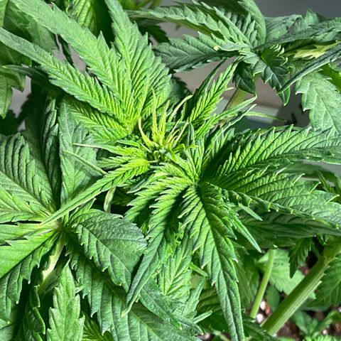 White Widow XXL #2 growlog timeline photo