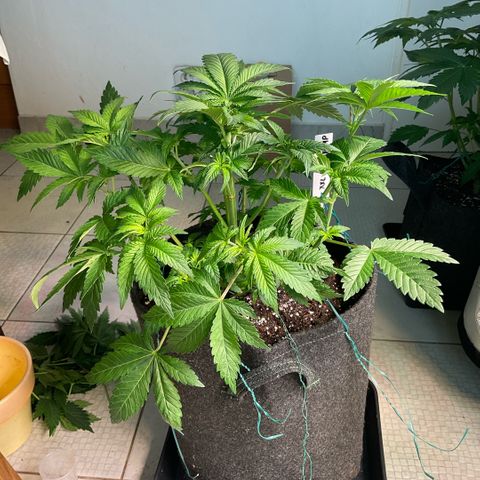 White Widow XXL #1 growlog timeline photo
