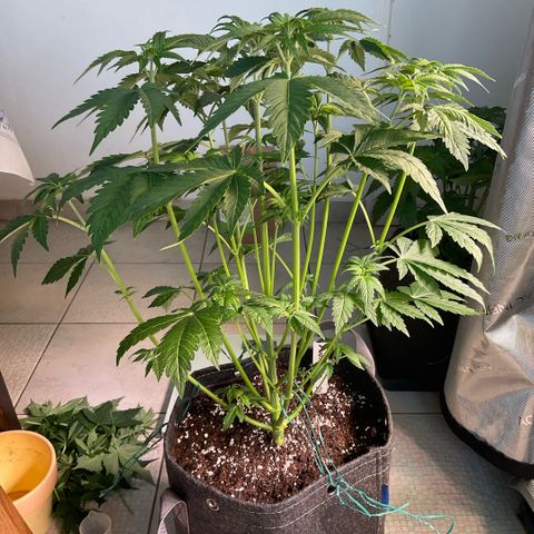 G.S. Cookies Humboldt #1 growlog timeline photo