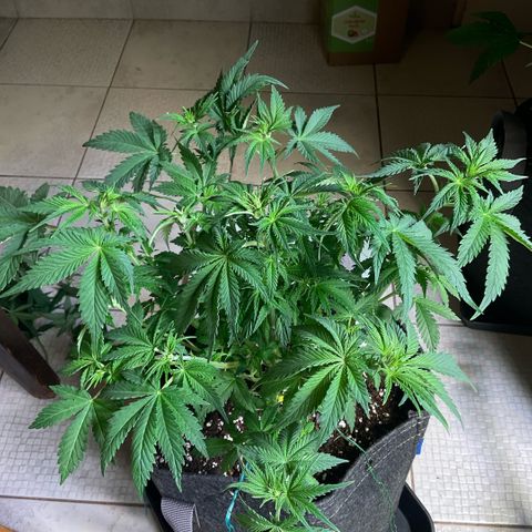 White Widow XXL #2 growlog timeline photo