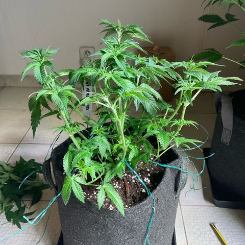 White Widow XXL #1 growlog timeline photo