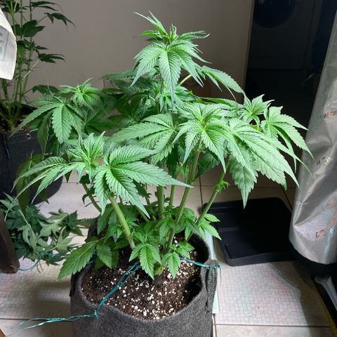 Girl Scout Cookies #3 growlog timeline photo