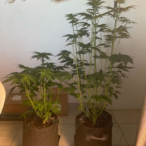 Cherry Poppers growlog photo: Big differente in height