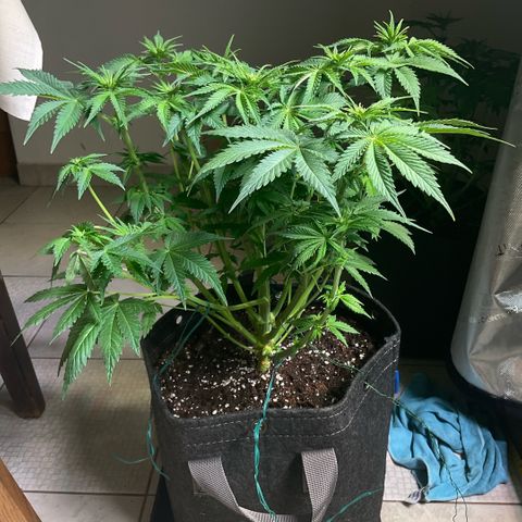 White Widow XXL #2 growlog timeline photo