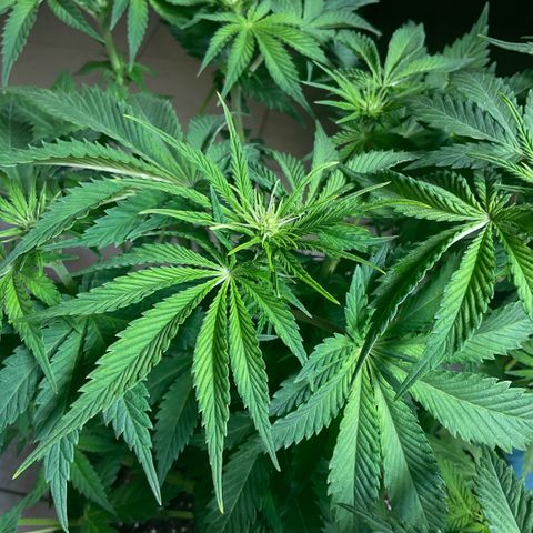 White Widow XXL #2 growlog timeline photo