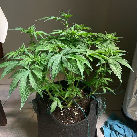 White Widow XXL #1 growlog timeline photo