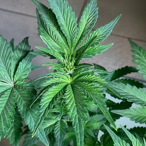 White Widow XXL #1 growlog timeline photo