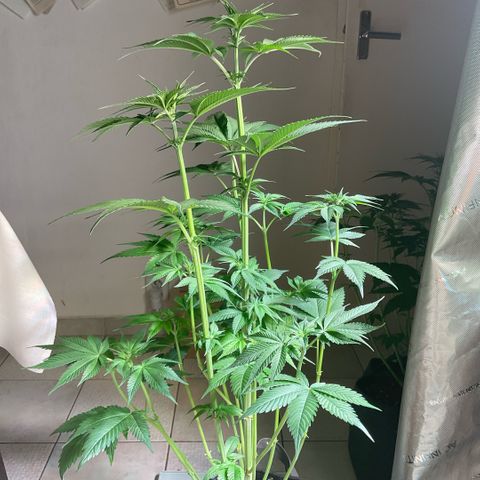 Girl Scout Cookies #1 growlog timeline photo