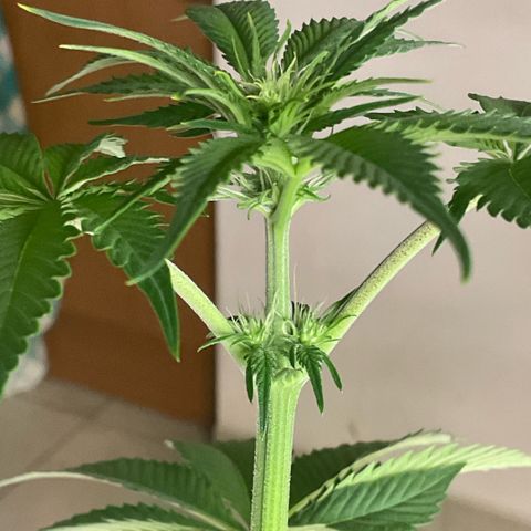 Girl Scout Cookies #2 growlog timeline photo