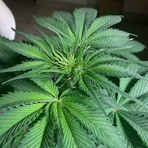 Girl Scout Cookies #3 growlog timeline photo