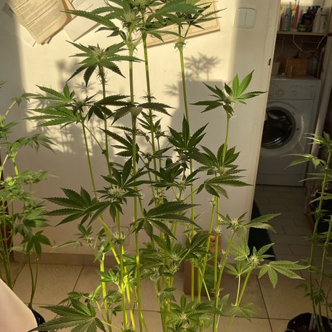 G.S. Cookies Humboldt #1 growlog timeline photo