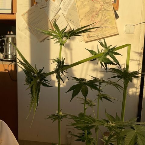 White Widow XXL #2 growlog timeline photo