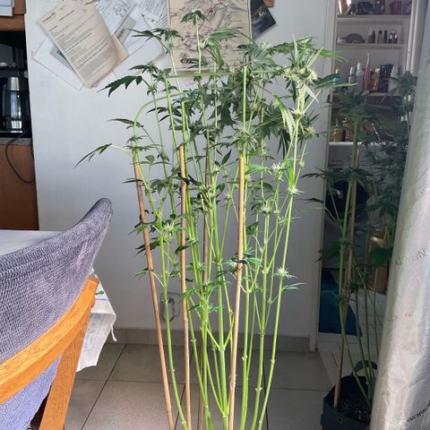 G.S. Cookies Humboldt #1 growlog timeline photo