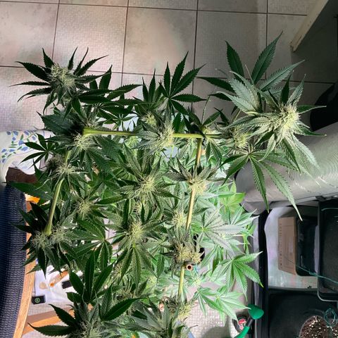 Girl Scout Cookies #2 growlog timeline photo