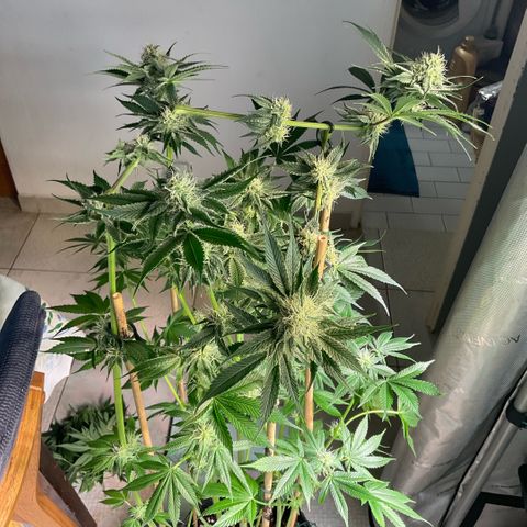 Girl Scout Cookies #2 growlog timeline photo