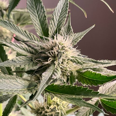 Girl Scout Cookies #3 growlog timeline photo