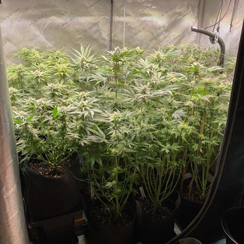 Cherry Poppers growlog timeline photo