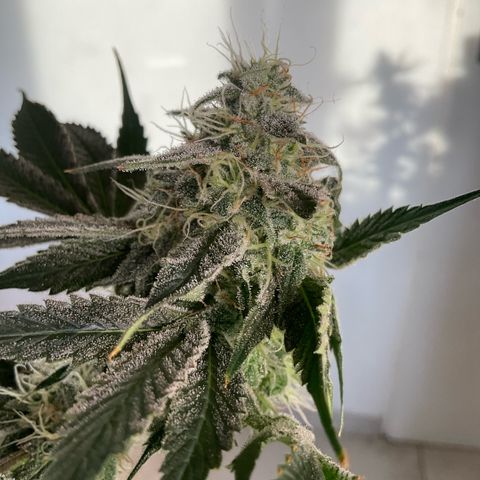 Girl Scout Cookies #2 growlog timeline photo