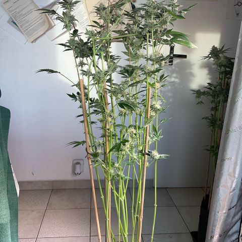 G.S. Cookies Humboldt #1 growlog timeline photo
