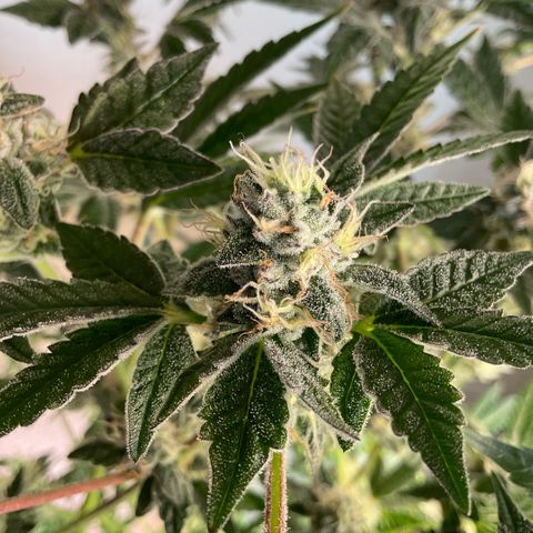 G.S. Cookies Humboldt #1 growlog timeline photo
