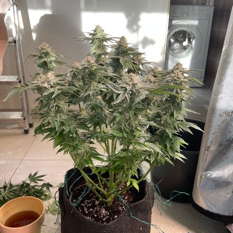 White Widow XXL #2 growlog timeline photo