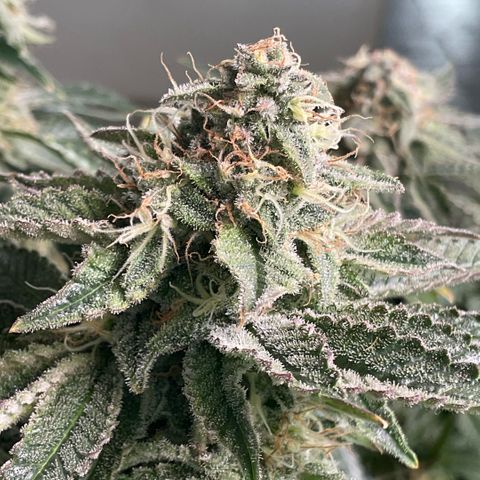 White Widow XXL #2 growlog timeline photo