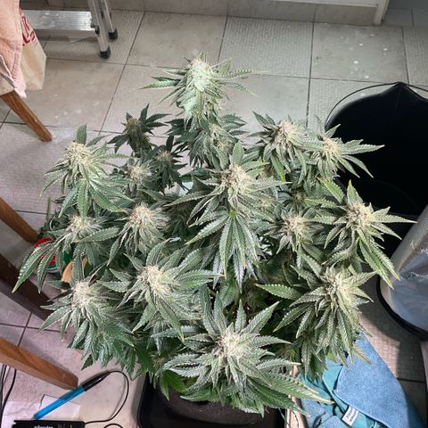 White Widow XXL #2 growlog timeline photo